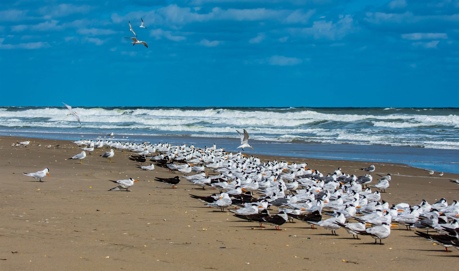 Royal terns and black skimmers resting on a wide, empty Atlantic beach, a typical scene on the best beaches on the Treasure Coast